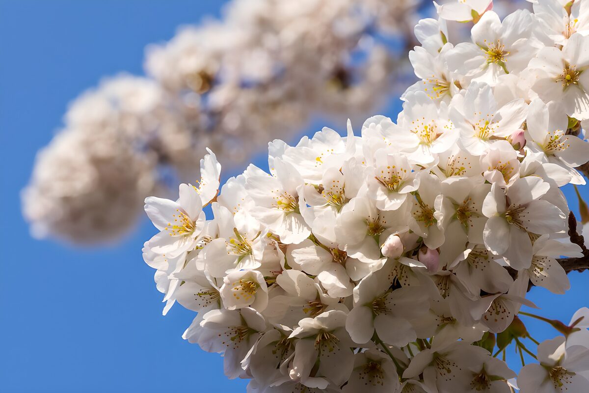 Hvide blomstergrene mod blå forårshimmel