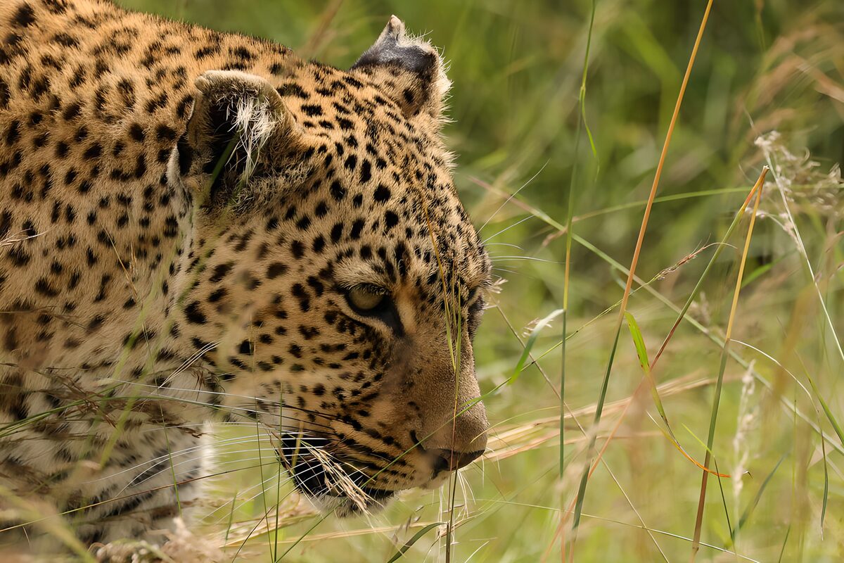 Leopard i højt græs på nært hold
