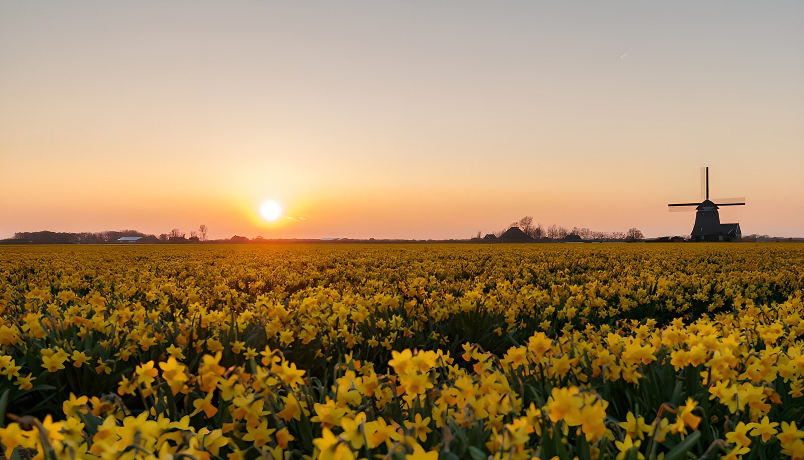 HPDK55432: Påskeliljer og vindmølle i solnedgang