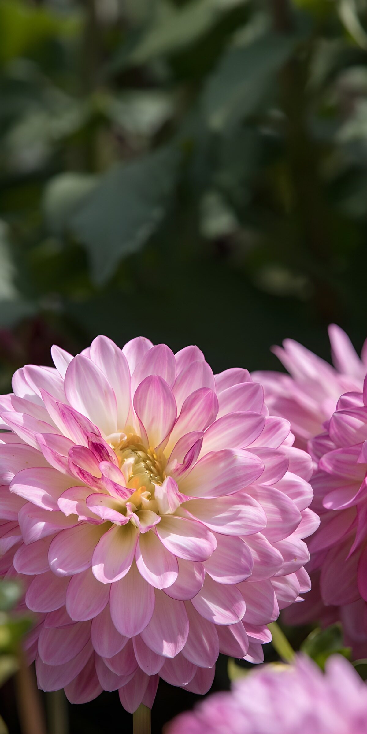 HPDK68782: Lyserød dahlia i sollys
