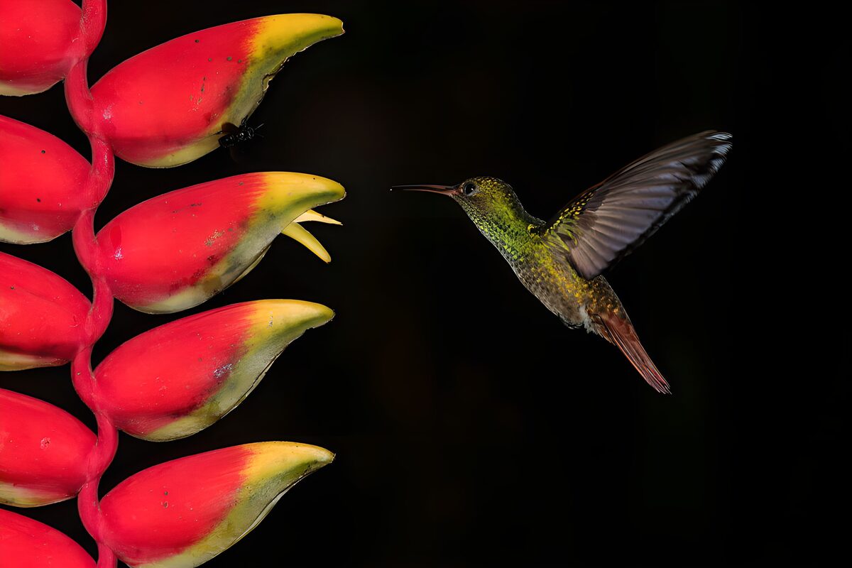 Svævende kolibri ved rød heliconia