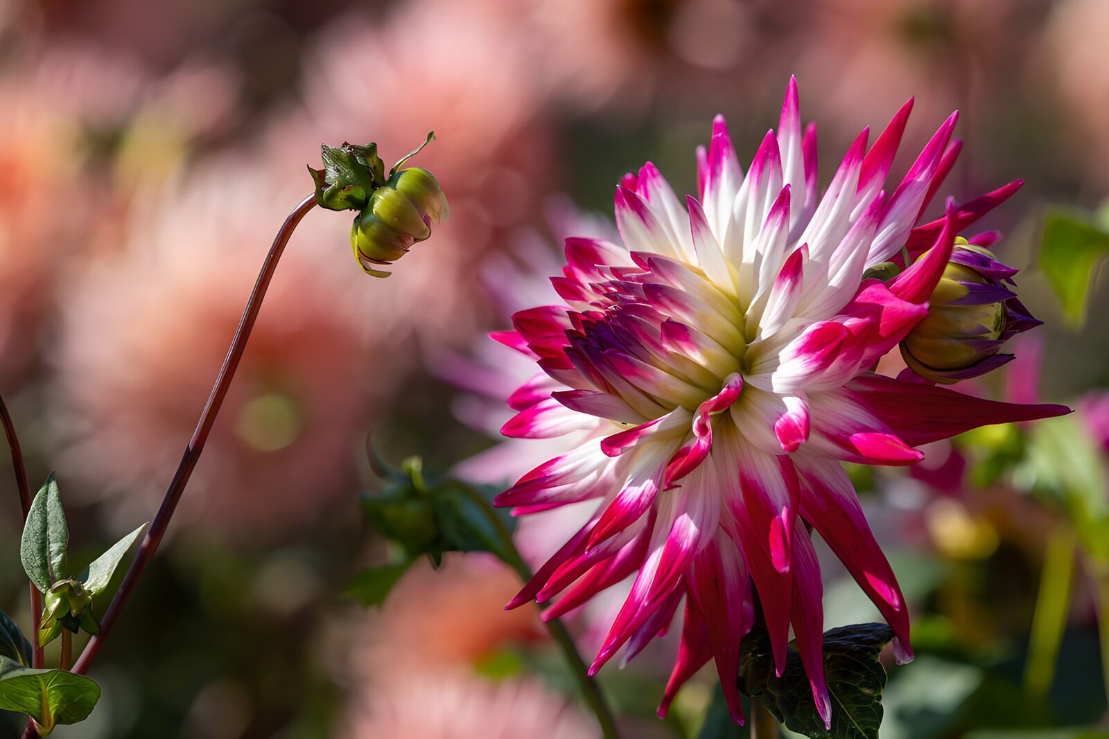 HPDK48440: Rosa og hvid dahlia i fuldt flor
