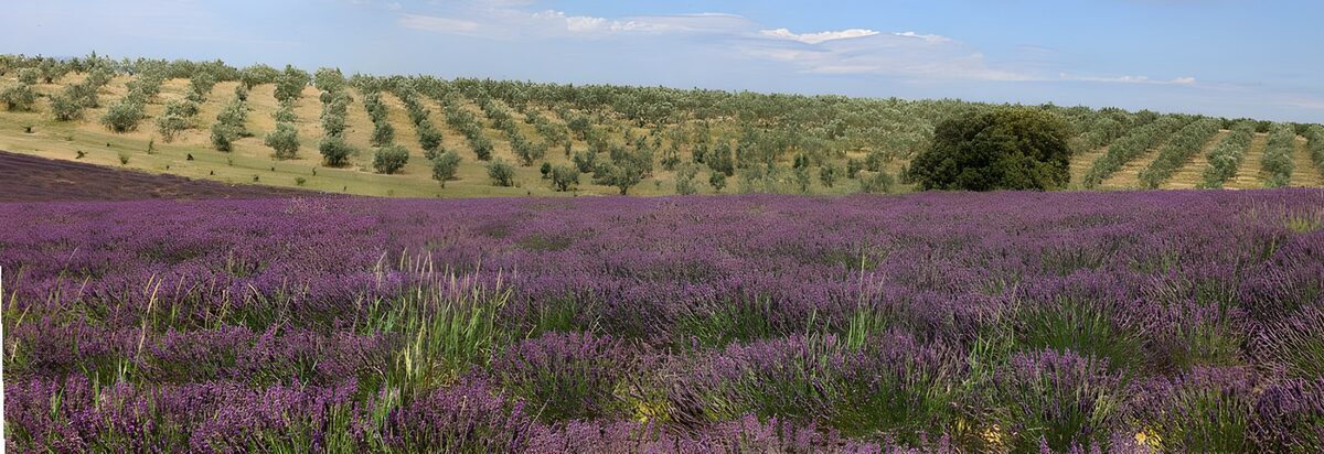 Et hav af lavendel ved bakkens fod
