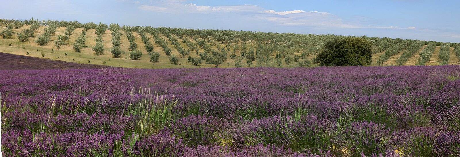 HPDK68422: Et hav af lavendel ved bakkens fod