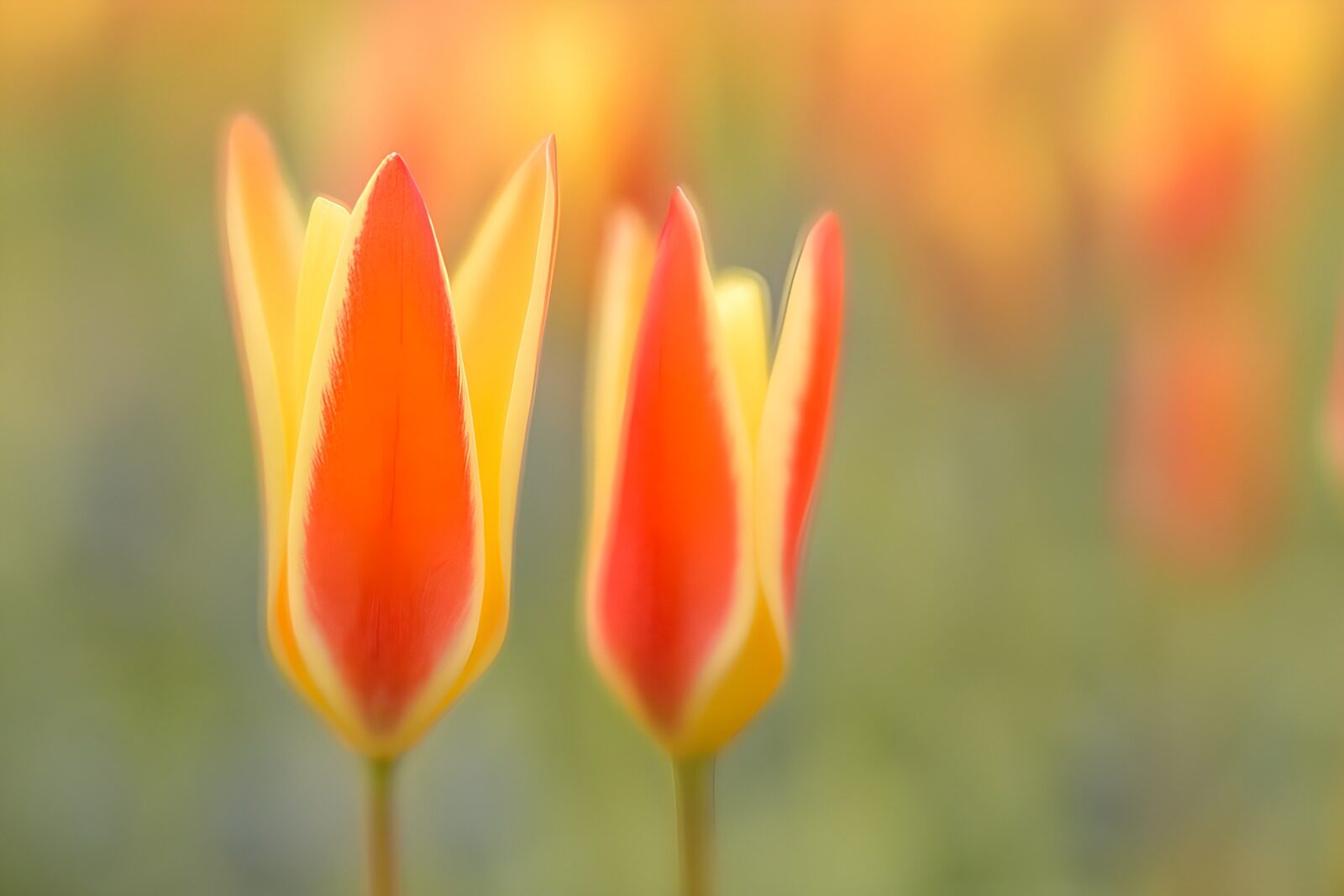 HPDK11045: To tulipaner i varme orange og gule toner