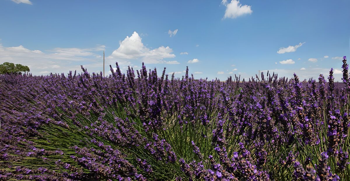 Lavendelmark i fuldt sommerflor