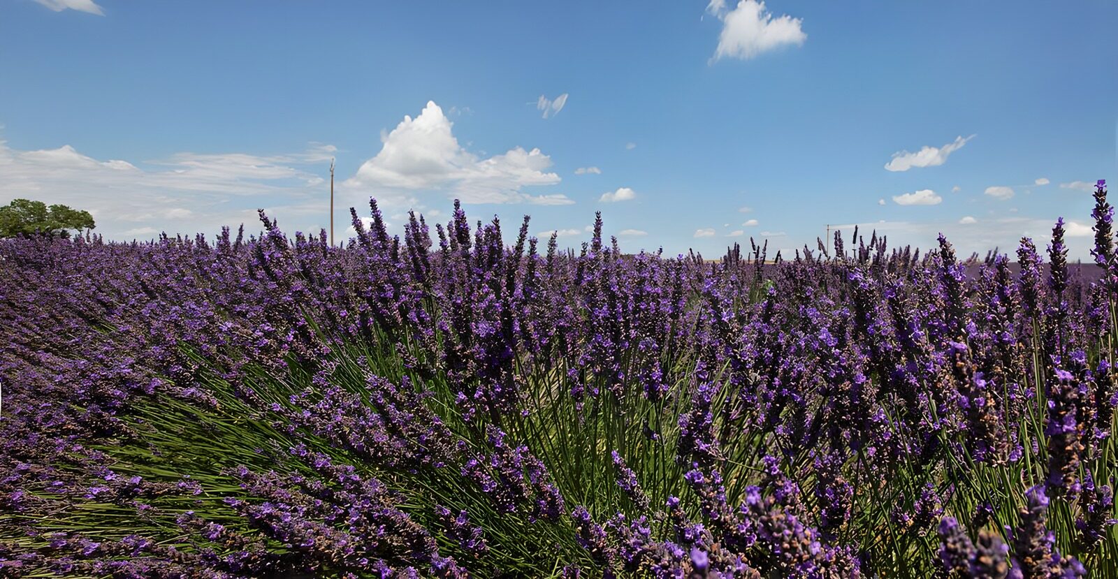 HPDK23788: Lavendelmark i fuldt sommerflor