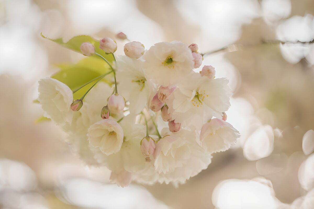 Hvide blomster og rosa knopper i blødt lys