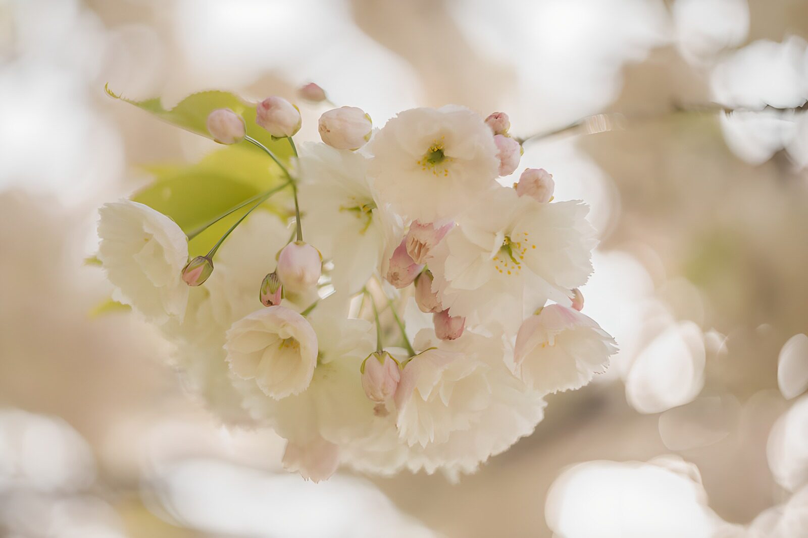 HPDK93447: Hvide blomster og rosa knopper i blødt lys
