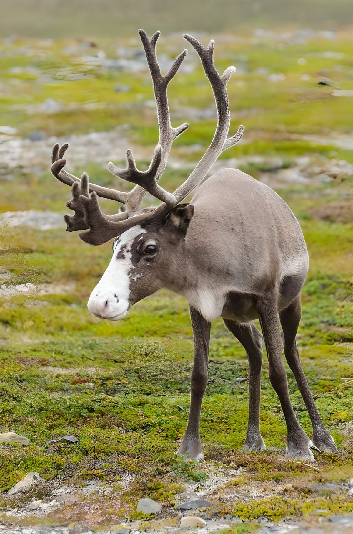 Rensdyr i ro blandt mos og lav
