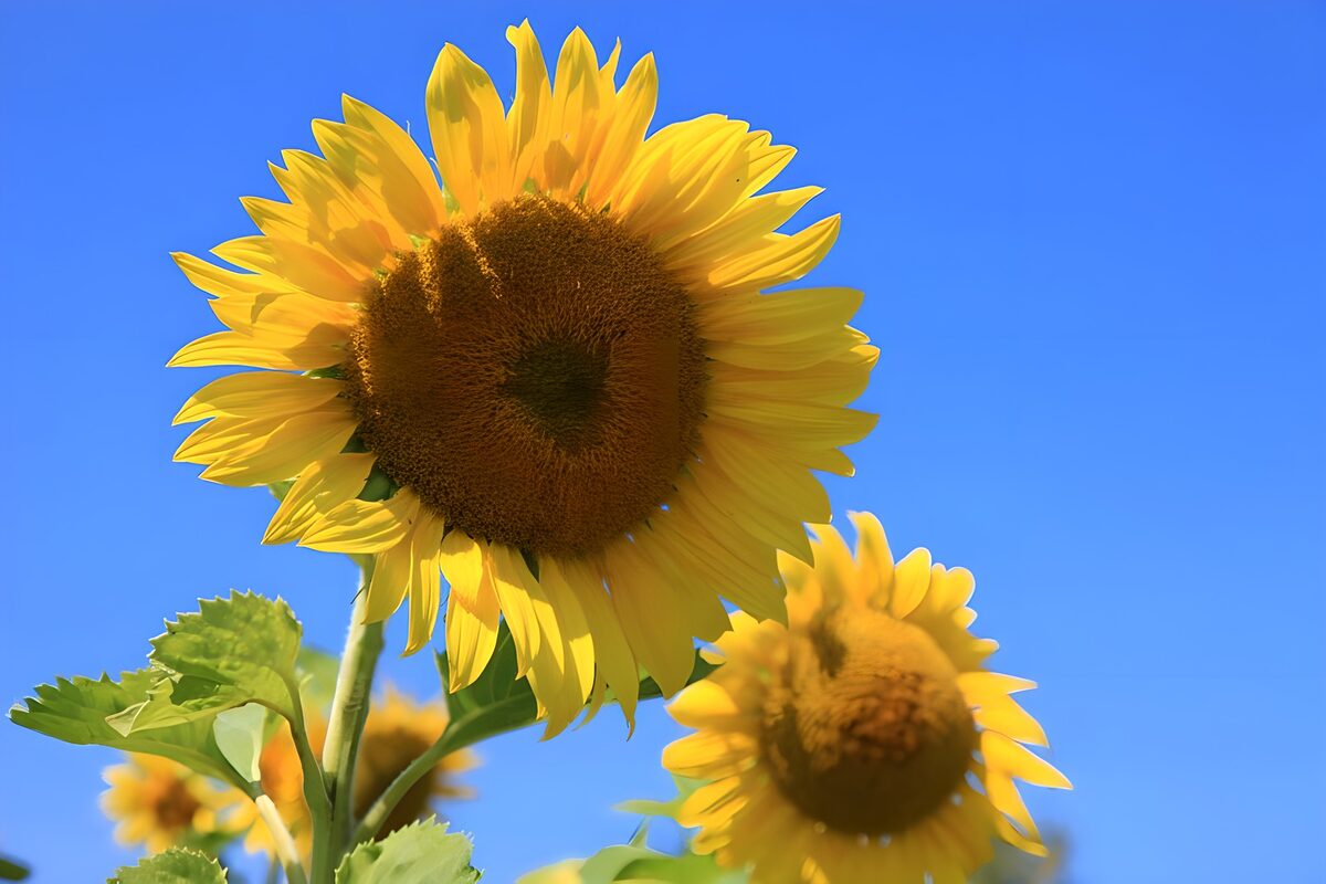 Gule solsikker i klart sommersollys