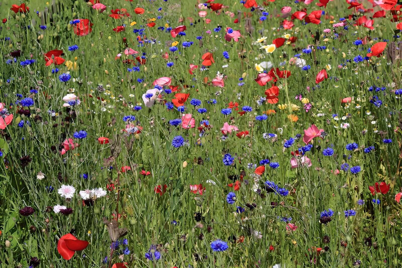 HPDK36830: Valmuer og kornblomster i sommersol