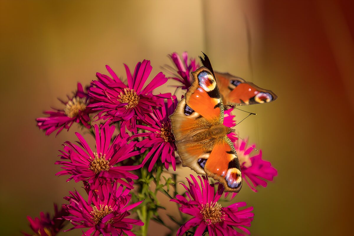 Dagpåfugleøje på pink asters i sol