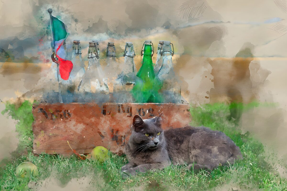 Grå kat ved en trækasse i det grønne