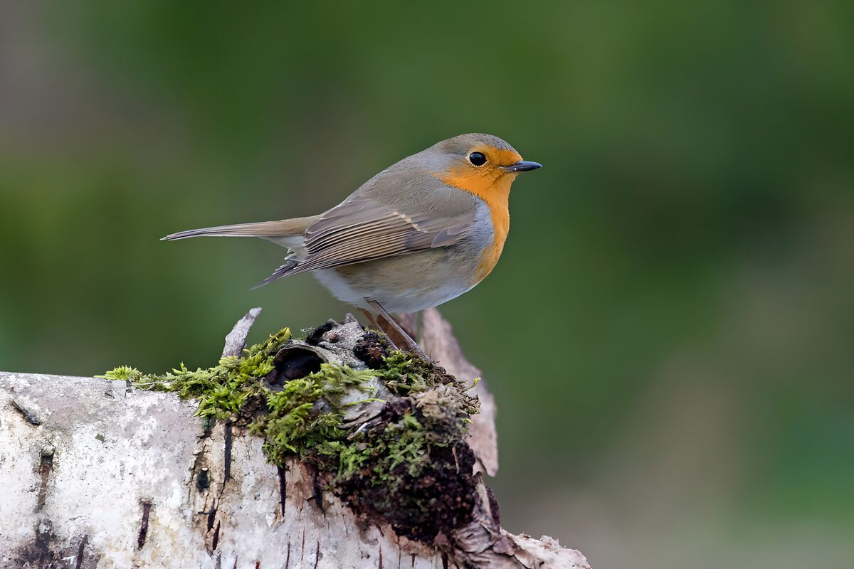 HPDK88532: Rødhals på mosklædt stub i stille lys