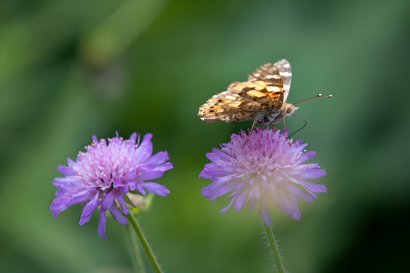 HPDK10926: Sommerfugl på lilla blomster i blødt lys