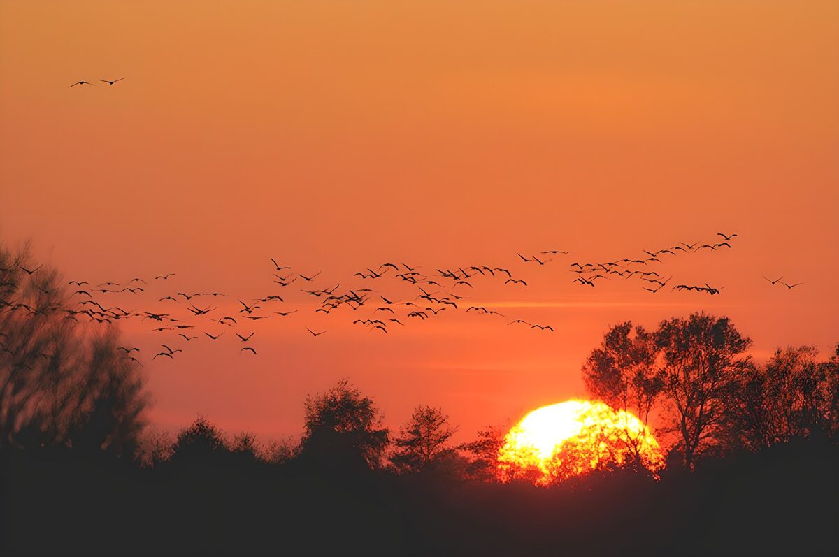 Fugleflok i orange solnedgang