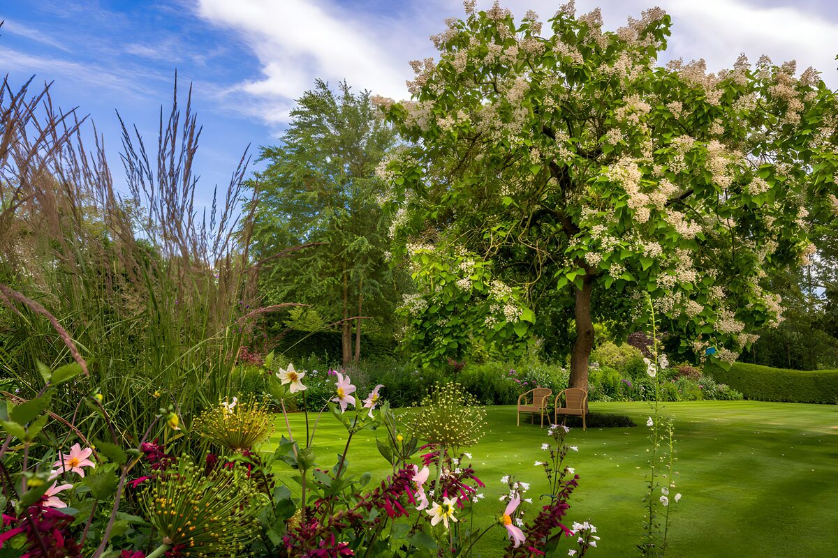 Blomstrende træ og havestole i sommersol