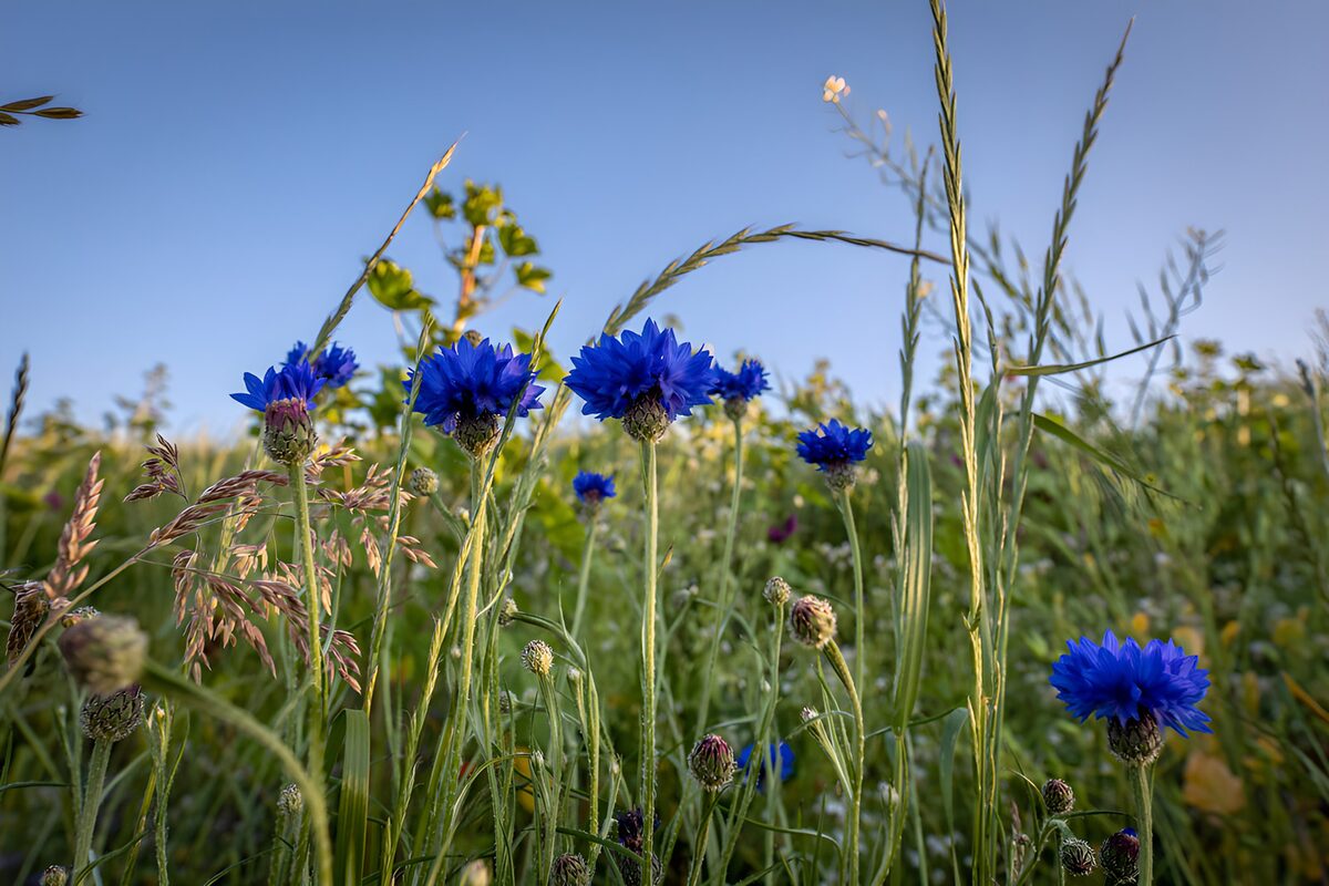 Blå kornblomster i solvarmt græs
