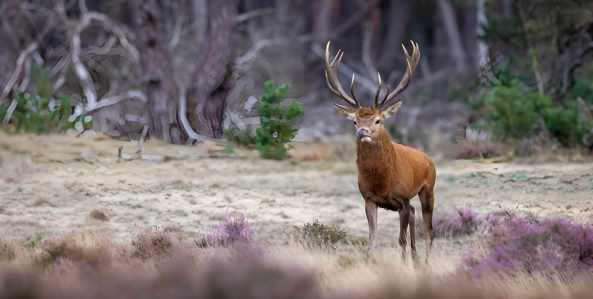 Kronhjort på vagt i lysningen