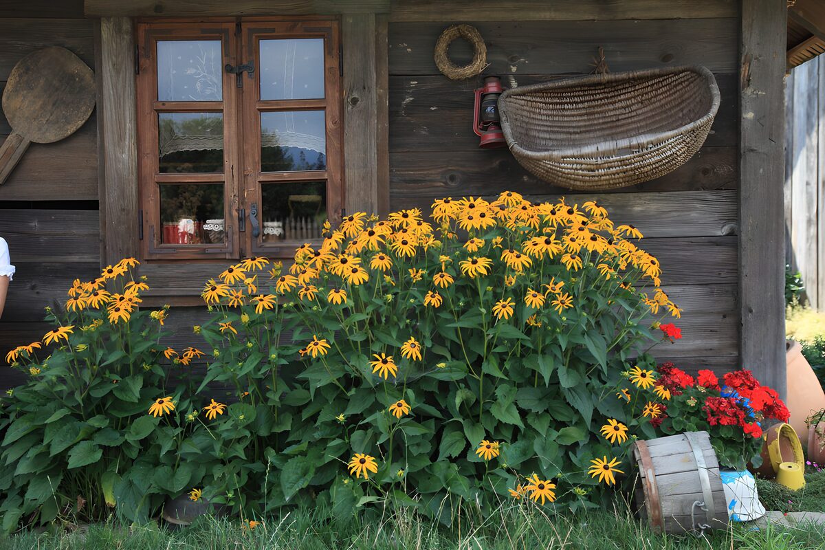 HPDK85469: Gule blomster ved den gamle trævæg