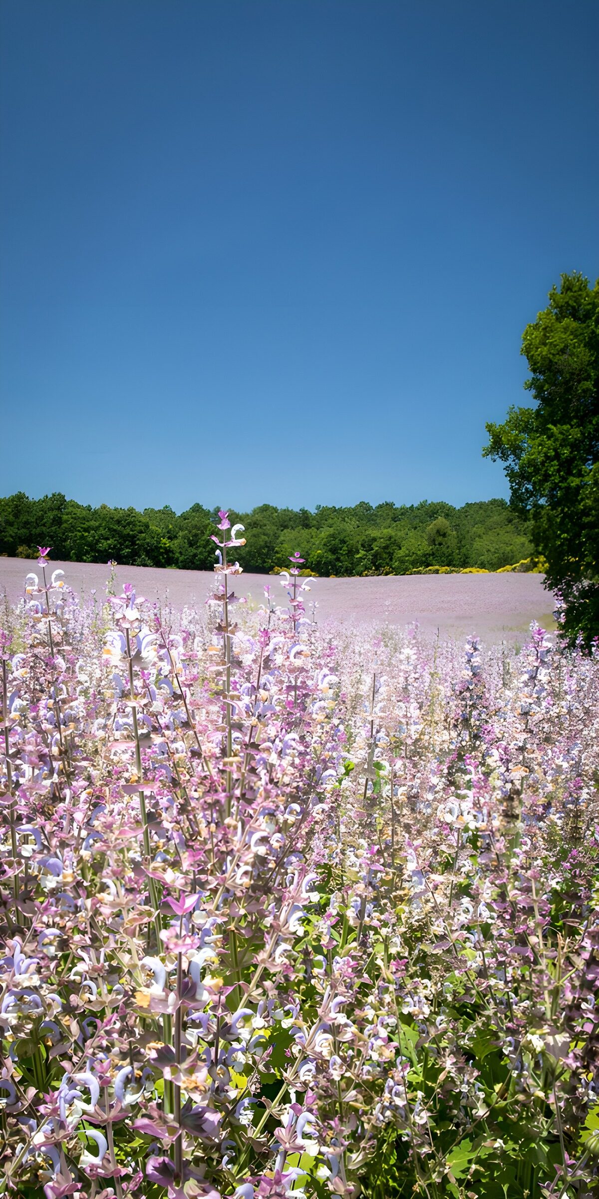 HPDK84307: Lilla blomstermark i sommersol