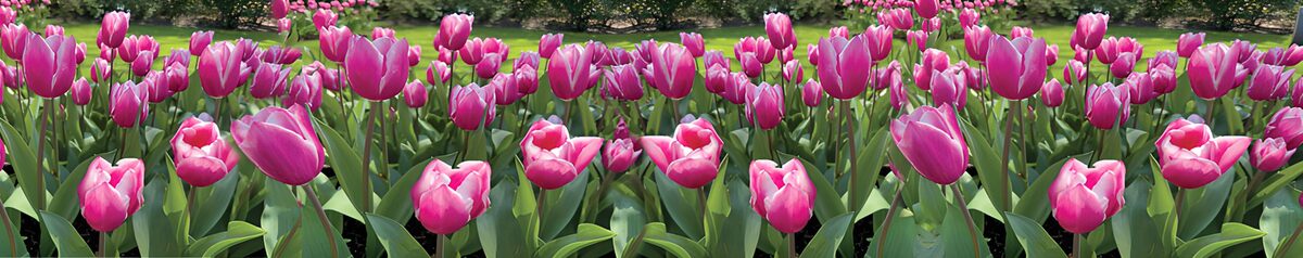 Foråret folder sig ud i rosa tulipaner