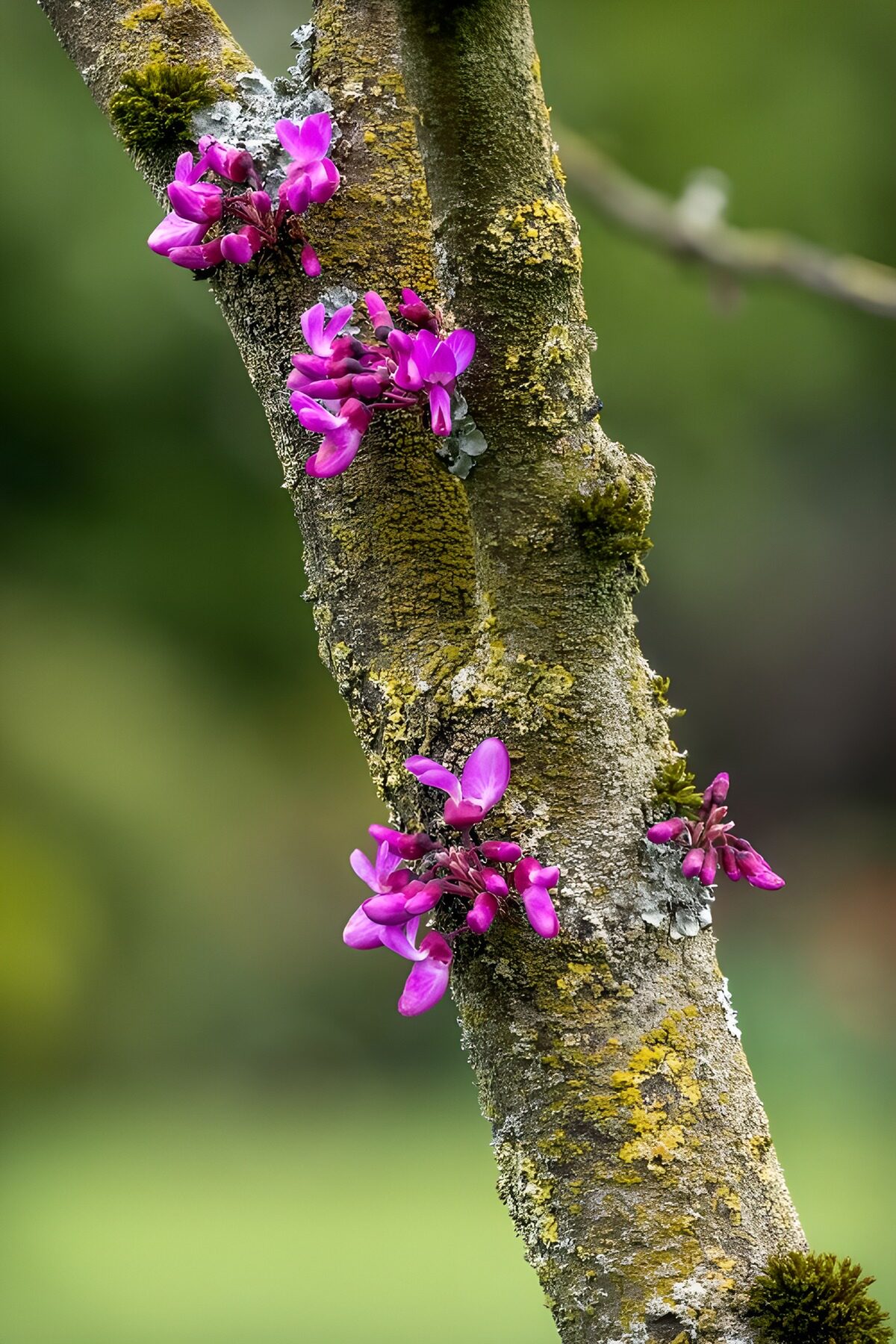 HPDK10587: Judastræets rosa blomster i blødt lys