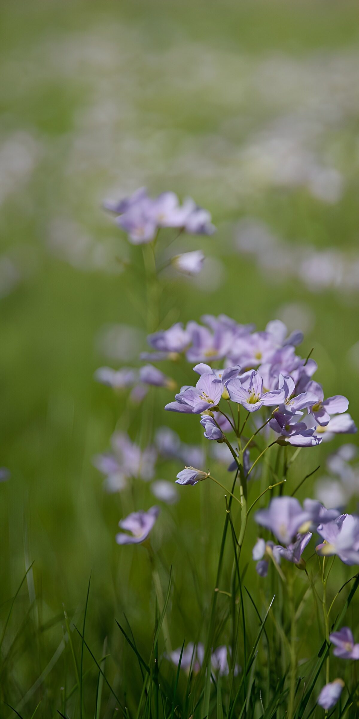 HPDK64174: Lyslilla blomster i det grønne græs