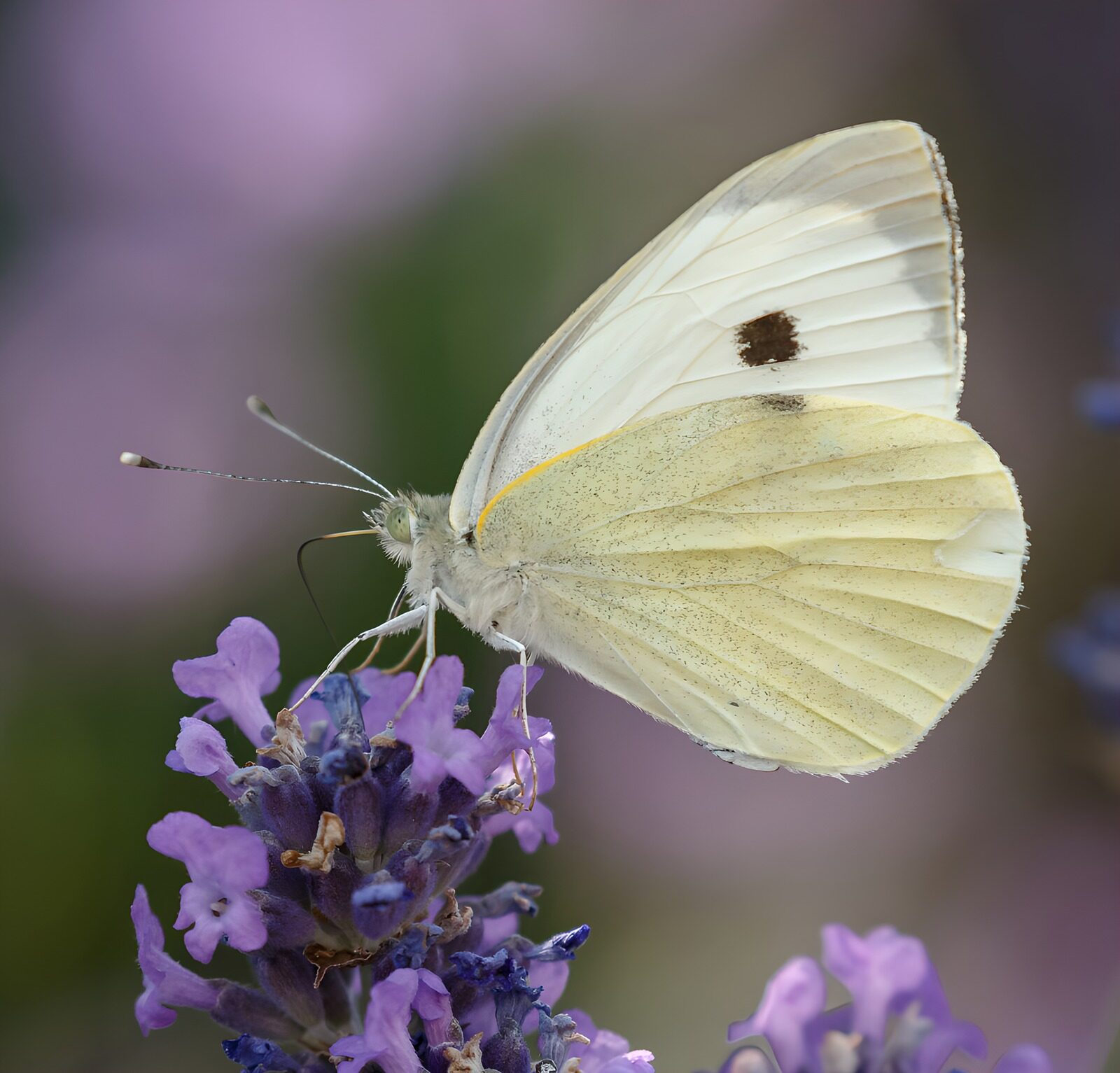 HPDK32076: Hvid sommerfugl på lavendel i ro