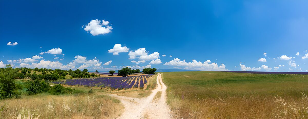 Lavendel og markvej i sommersol