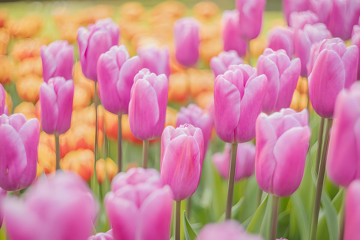 Tulipaner i tæt, lyserødt selskab