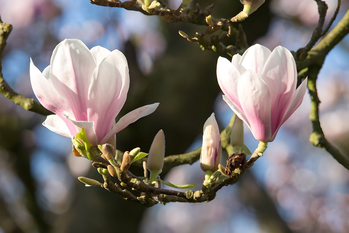 To magnoliablomster i forårssol
