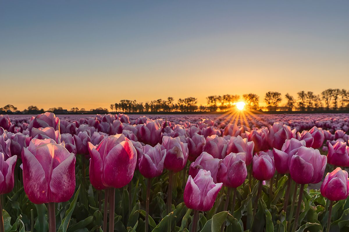 Lyserøde og lilla tulipaner i lav sol