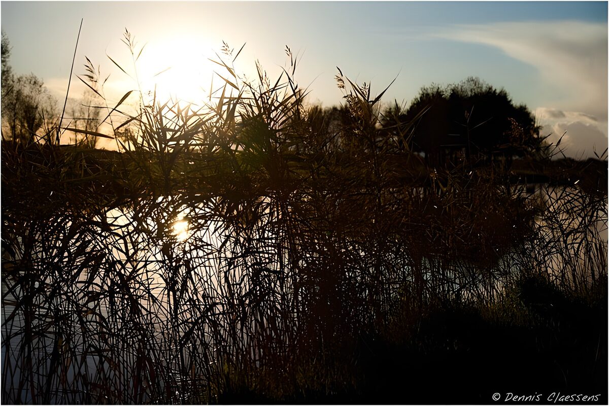 Rørskov i silhuet ved solnedgang