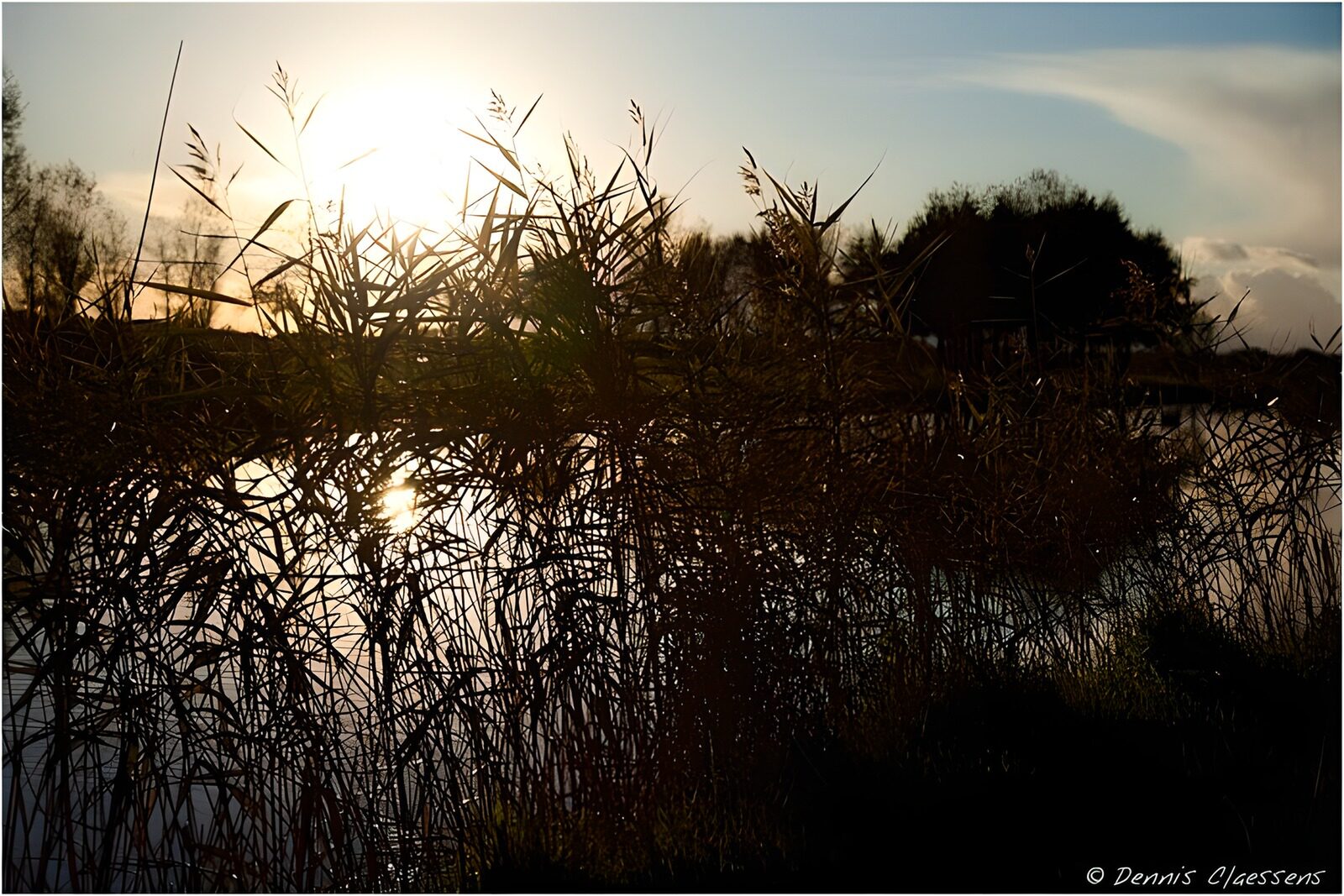 HPDK85230: Rørskov i silhuet ved solnedgang
