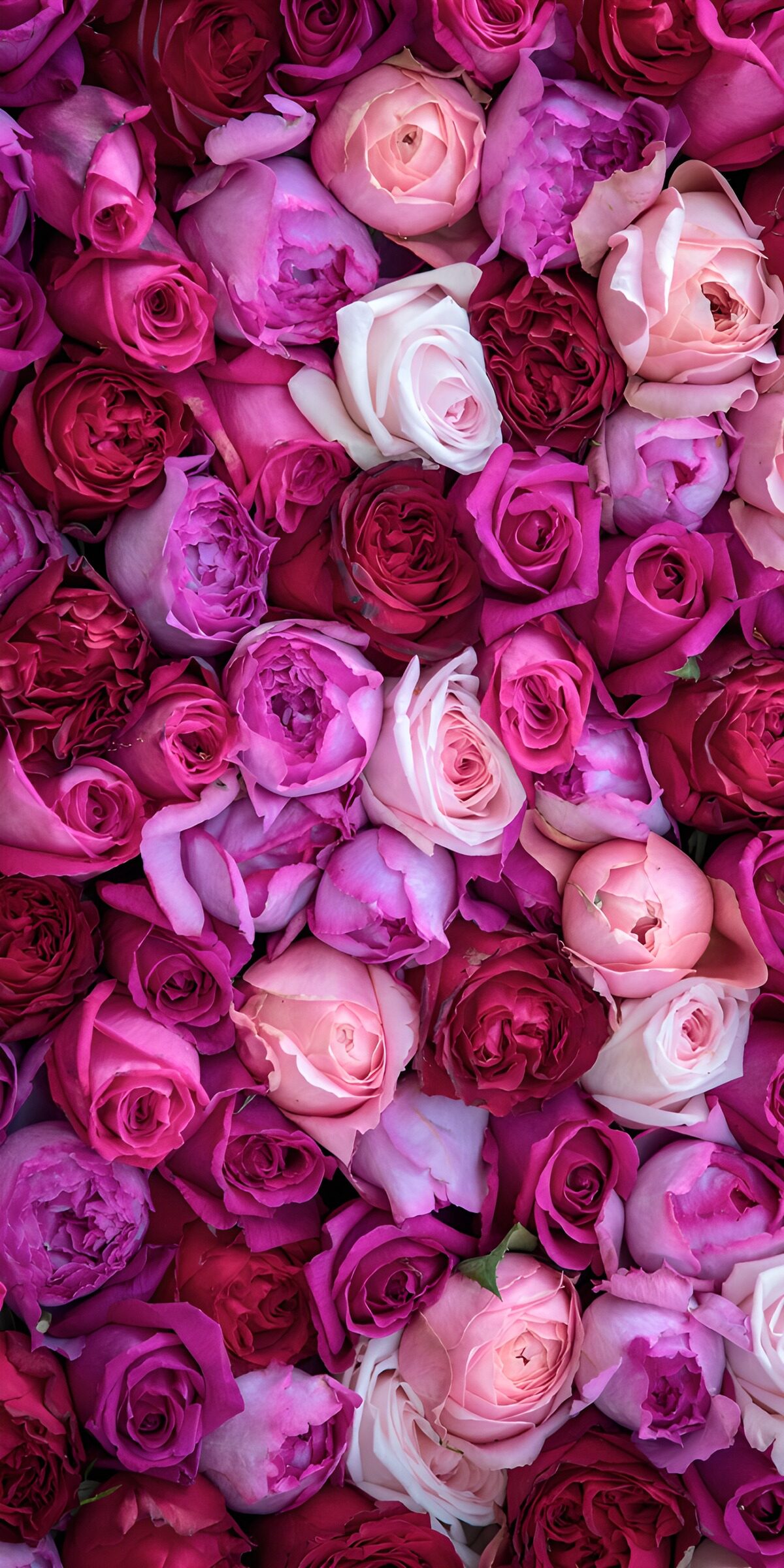 HPDK52724: Tætte blomsterhoveder i rosa og fuchsia