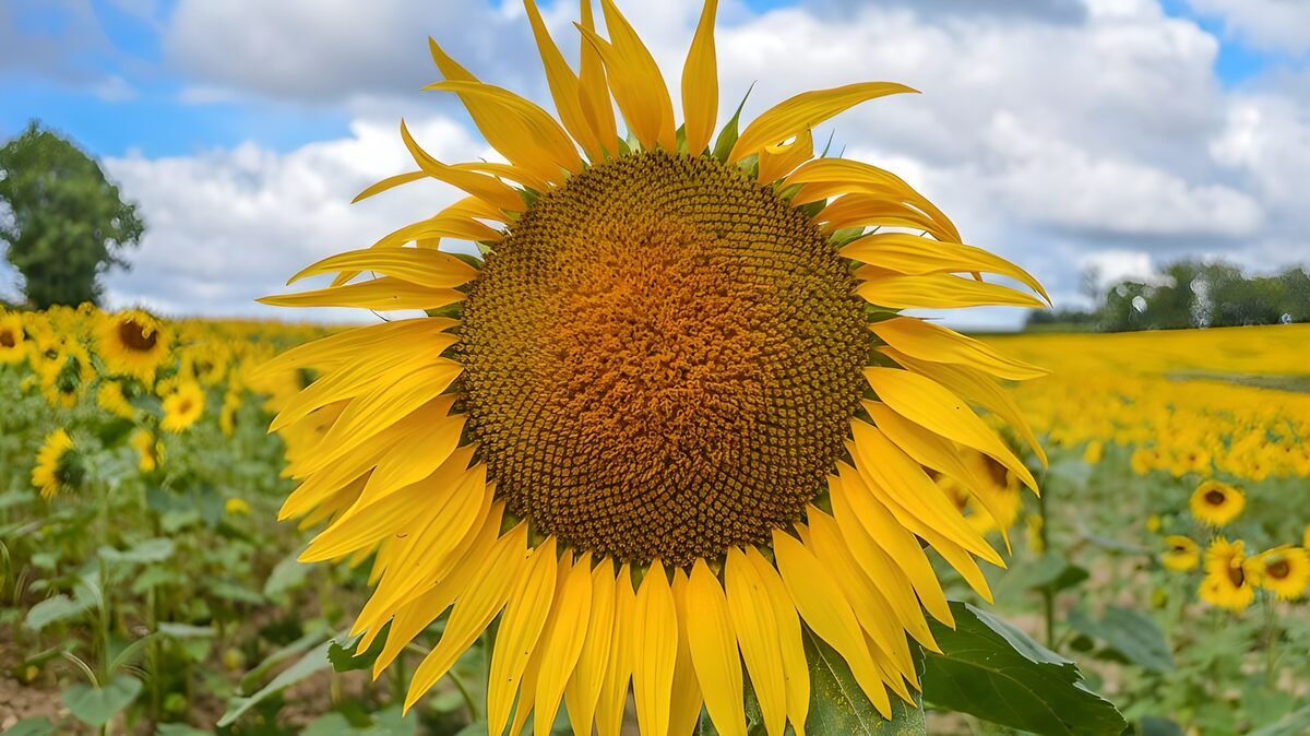 Solsikke i fuldt flor under sommerskyer