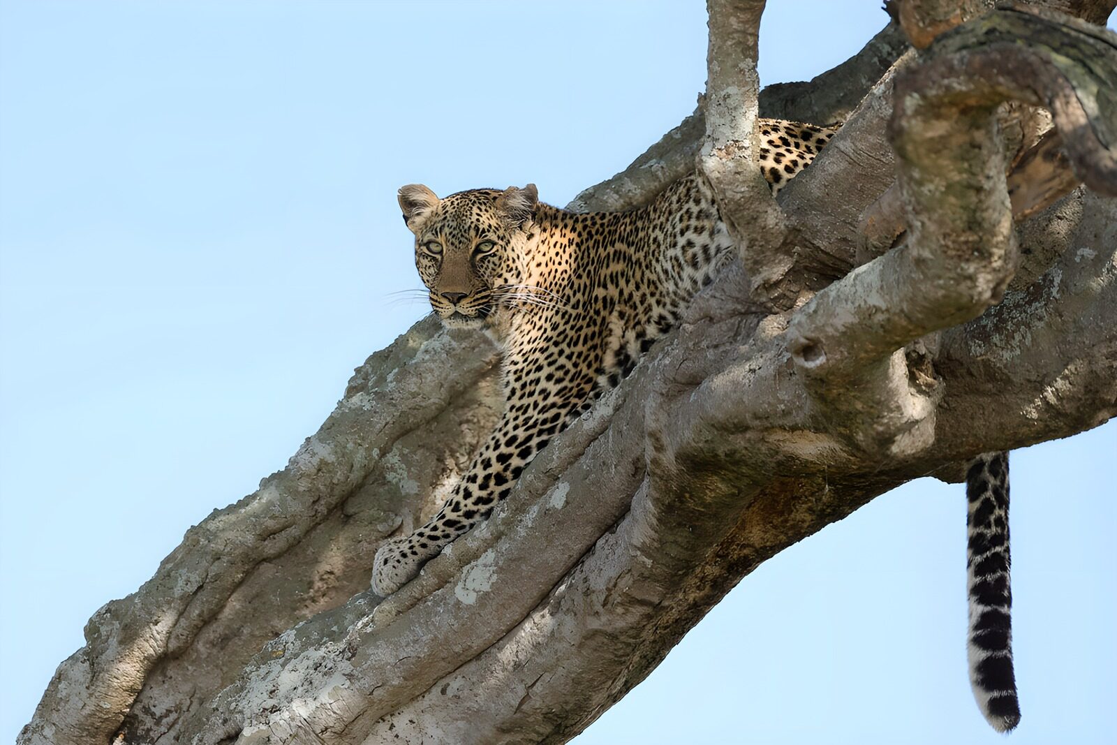 HPDK92788: Leopard i hvil mellem kraftige grene
