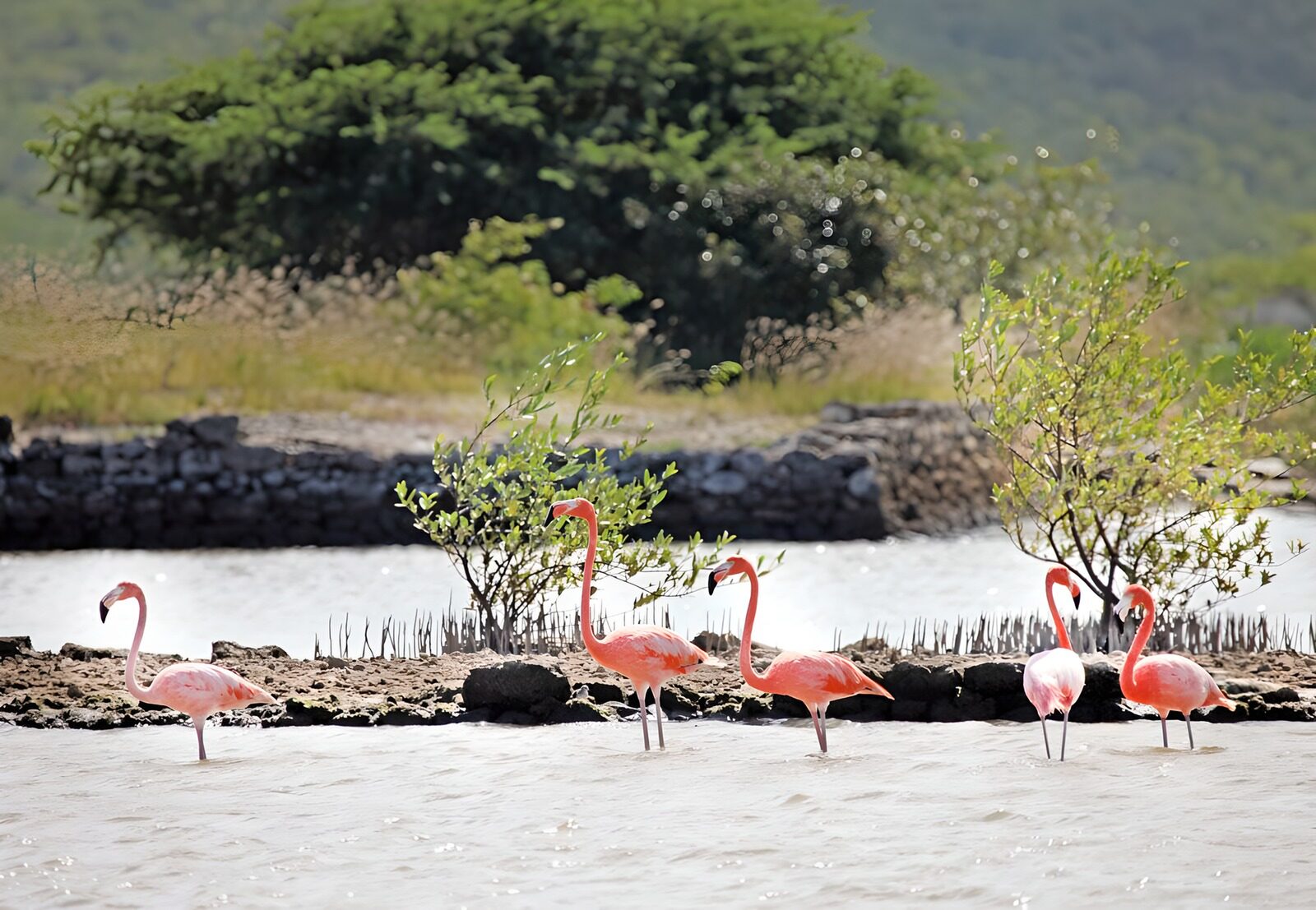HPDK63758: Fem flamingoer i stille, lavt vand