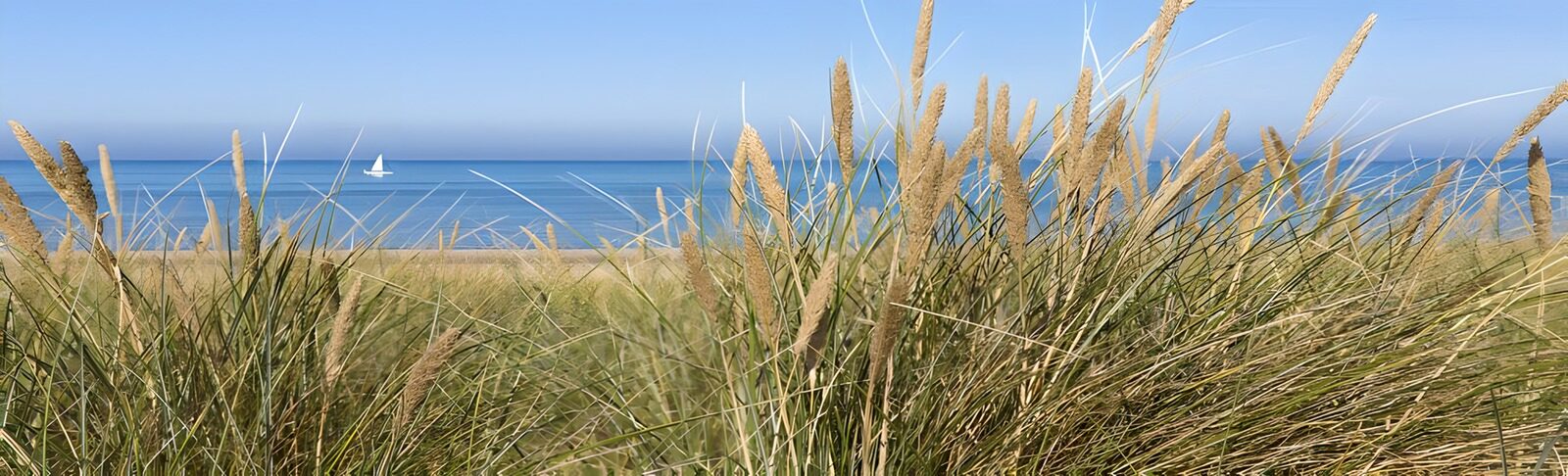 HPDK67251: Klitgræs og blåt hav i sommersol