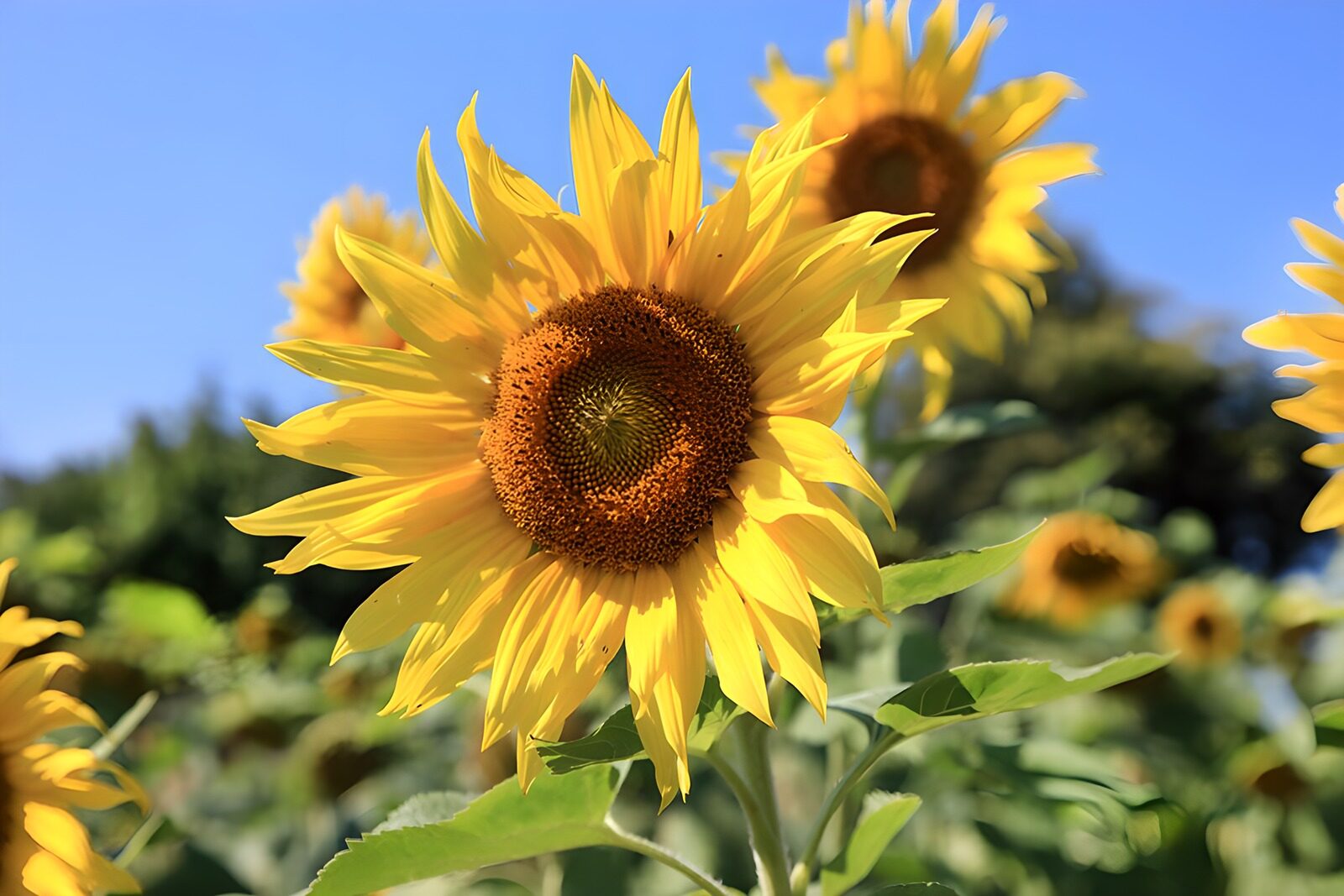 HPDK86785: Solsikke med sommer i hvert kronblad