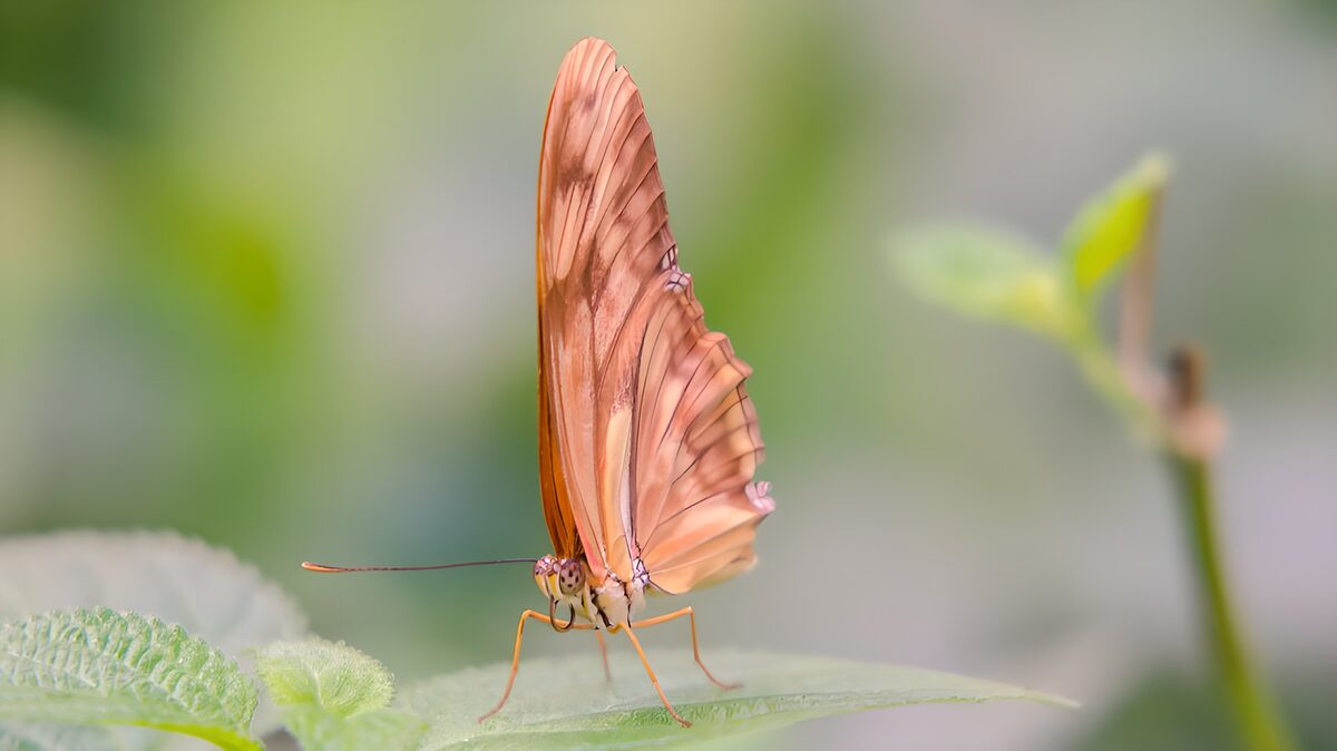 Orange sommerfugl i ro på et blad