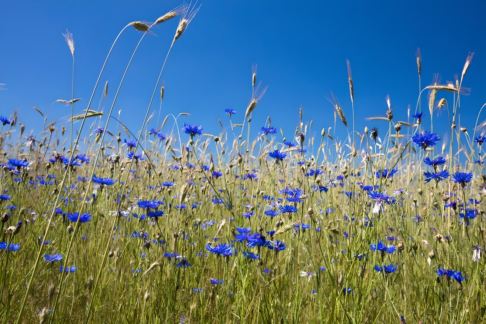 HPDK54199: Kornblomster og gyldne strå i sommersol
