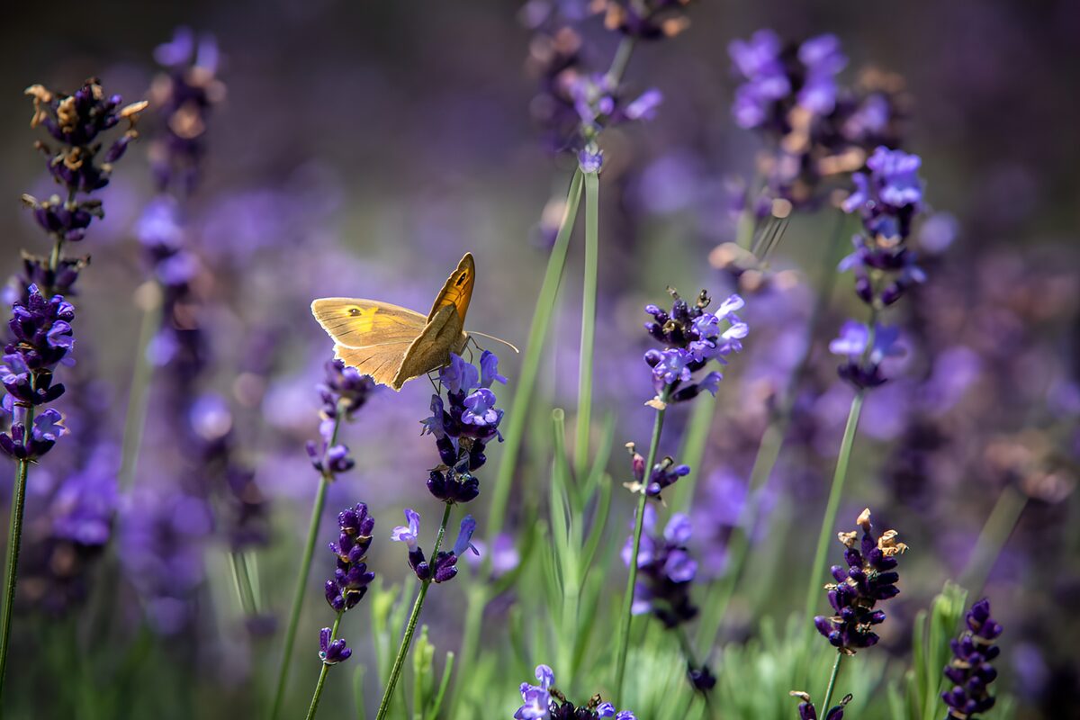 Sommerfugl på lavendel i sollys