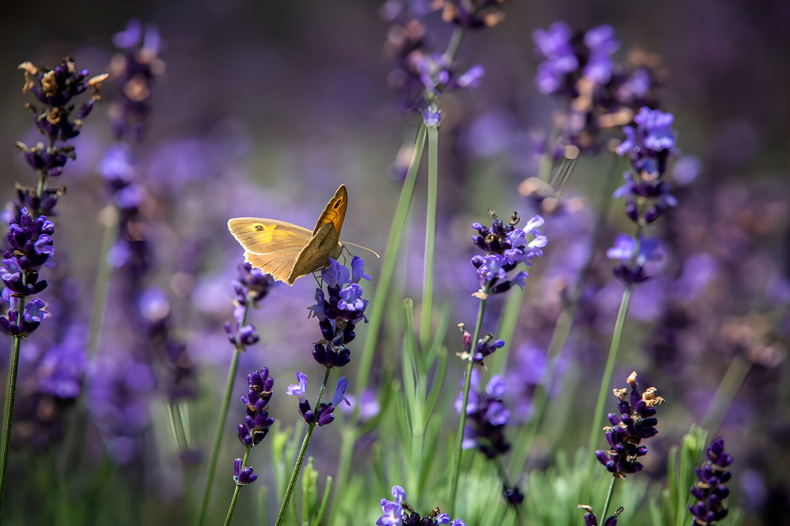 HPDK38407: Sommerfugl på lavendel i sollys
