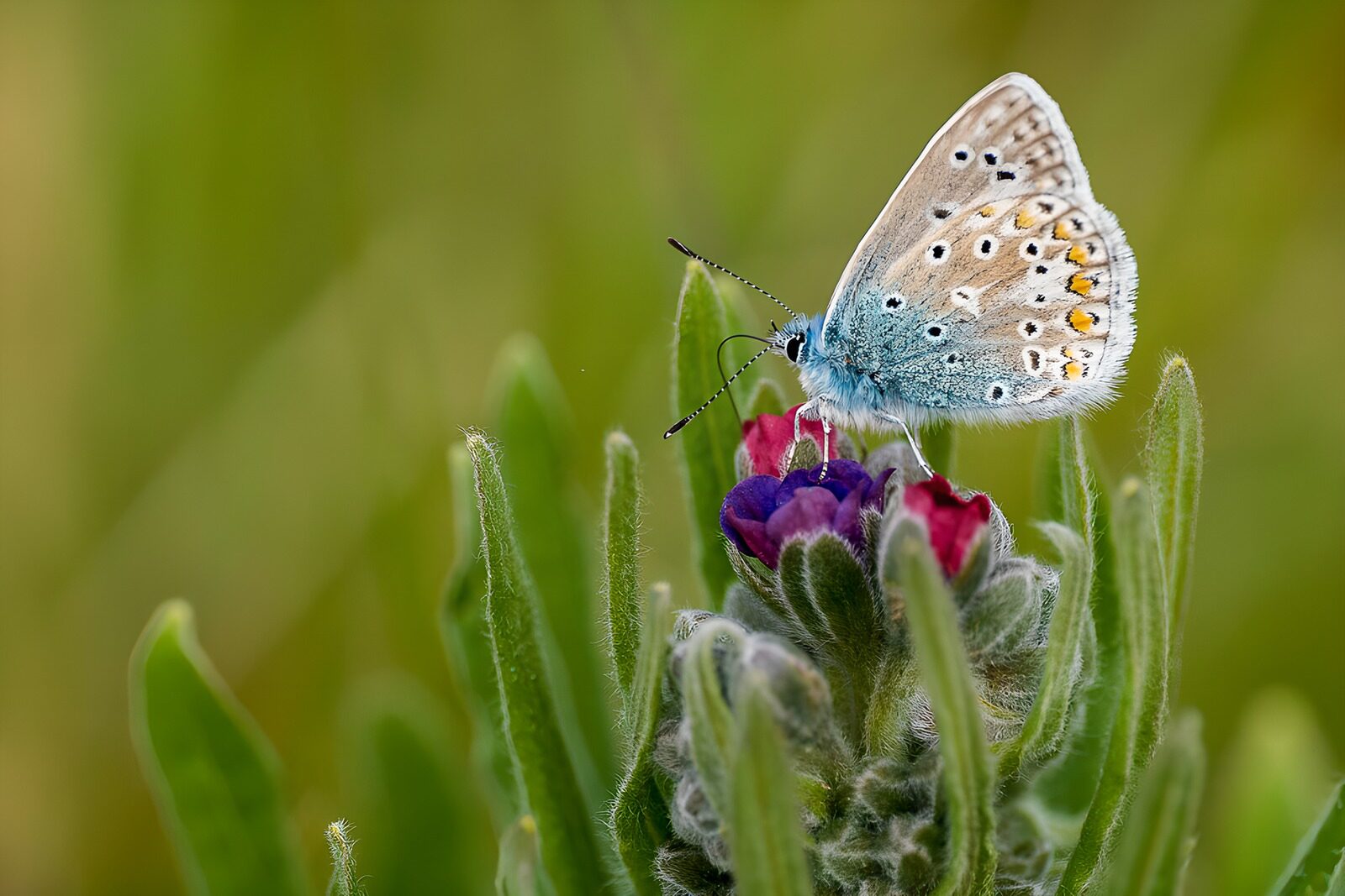 HPDK67072: Blåfugl på rosa blomster i blødt lys