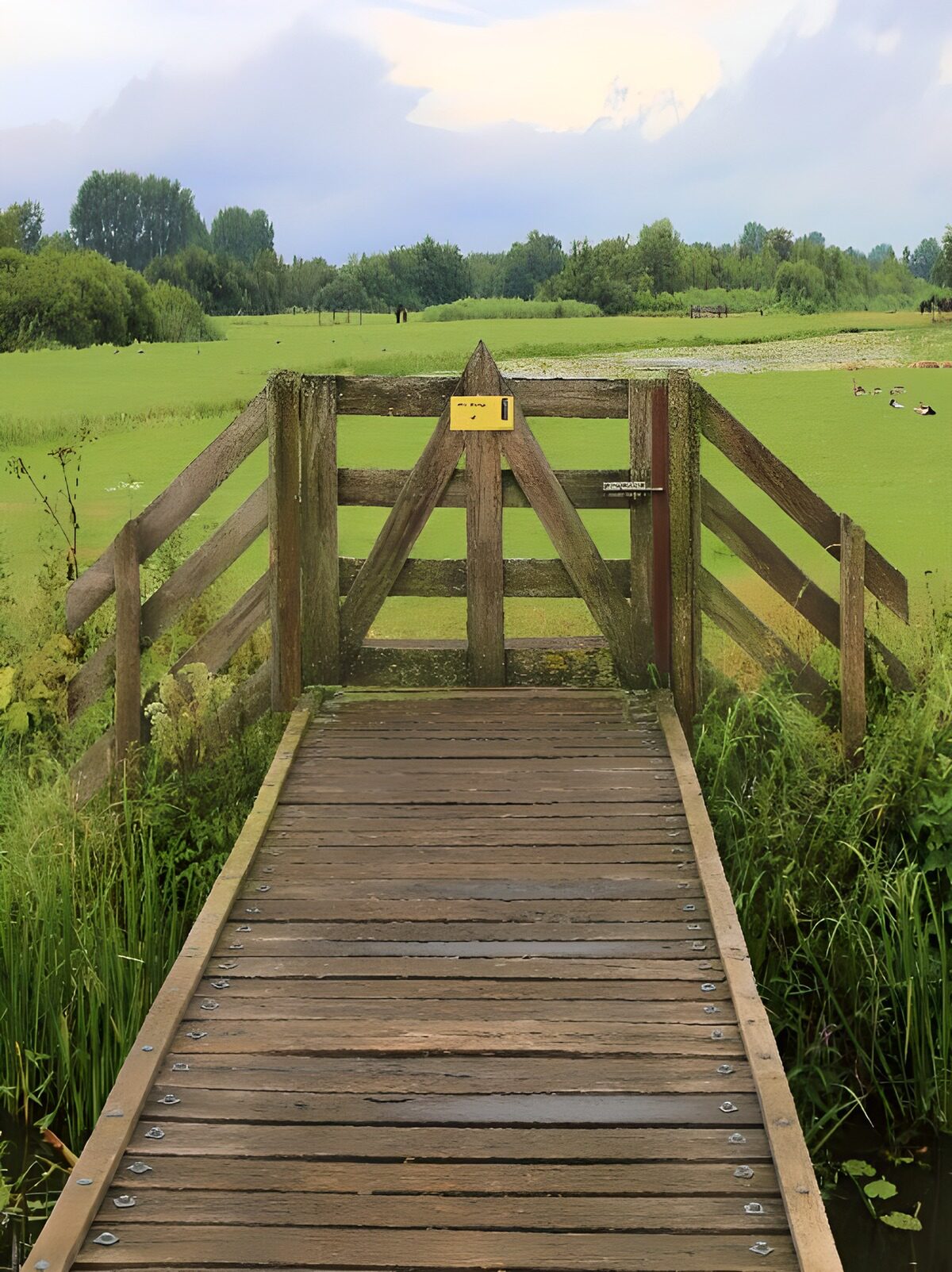 Træbro med låge ved det grønne vand