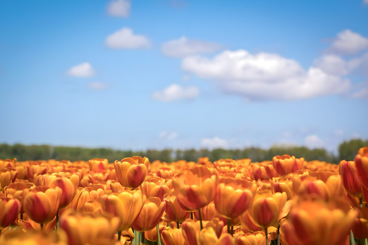 Orange og gule tulipaner i forårssol